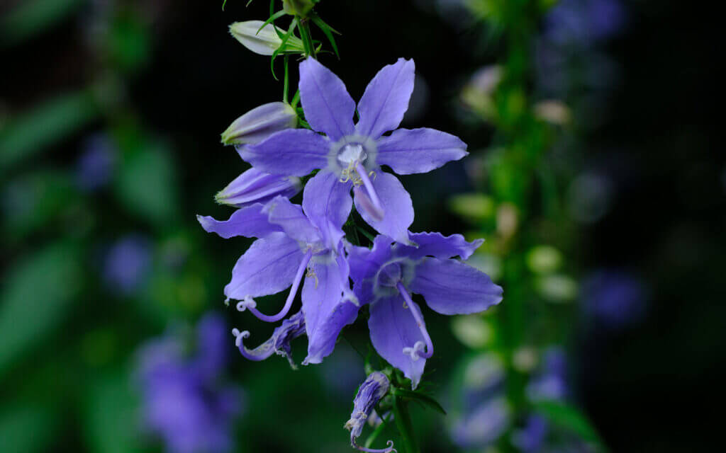 David Bernie Photos Photography First Nations Chicago Native Plants Mounds Tall Bellflower