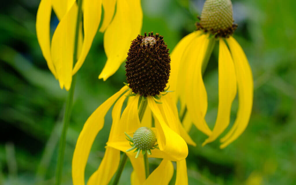 David Bernie Photos Photography First Nations Chicago Native Plants Mounds Grey-headed Coneflower