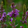 David Bernie Photos Photography First Nations Chicago Native Plants Mounds Showy Tick Trefoil