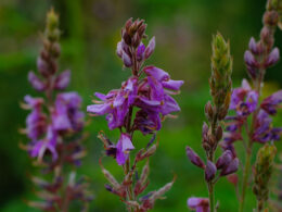 David Bernie Photos Photography First Nations Chicago Native Plants Mounds Showy Tick Trefoil