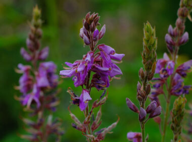 David Bernie Photos Photography First Nations Chicago Native Plants Mounds Showy Tick Trefoil