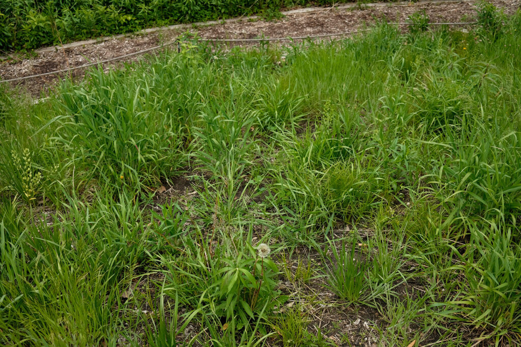 David Bernie Photos Photography Abandoned Coil Serpent Mound Land Art Lawrence Santiago X Chicago Native Art American Indian Center AIC Heather Miller Chicago Public Arts Group CPAG Maryrose Pavkovic Nilay Mistry Horner Park 4000N Northwest Portage Walking Museum Abandoned