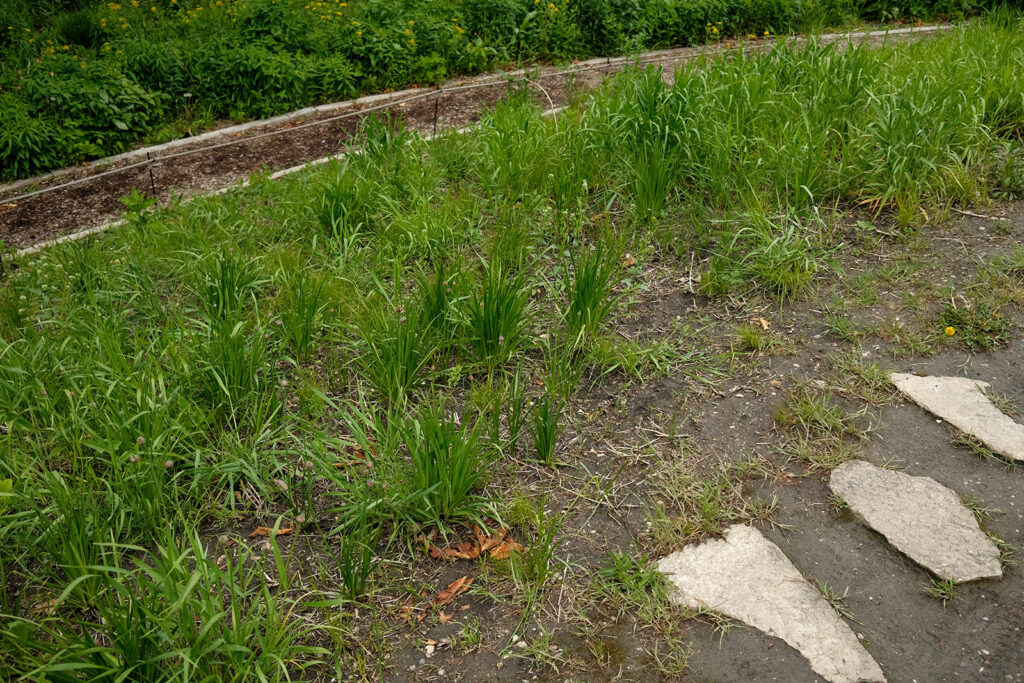David Bernie Photos Photography Abandoned Coil Serpent Mound Land Art Lawrence Santiago X Chicago Native Art American Indian Center AIC Heather Miller Chicago Public Arts Group CPAG Maryrose Pavkovic Nilay Mistry Horner Park 4000N Northwest Portage Walking Museum Abandoned