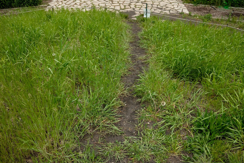 David Bernie Photos Photography Abandoned Coil Serpent Mound Land Art Lawrence Santiago X Chicago Native Art American Indian Center AIC Heather Miller Chicago Public Arts Group CPAG Maryrose Pavkovic Nilay Mistry Horner Park 4000N Northwest Portage Walking Museum Abandoned