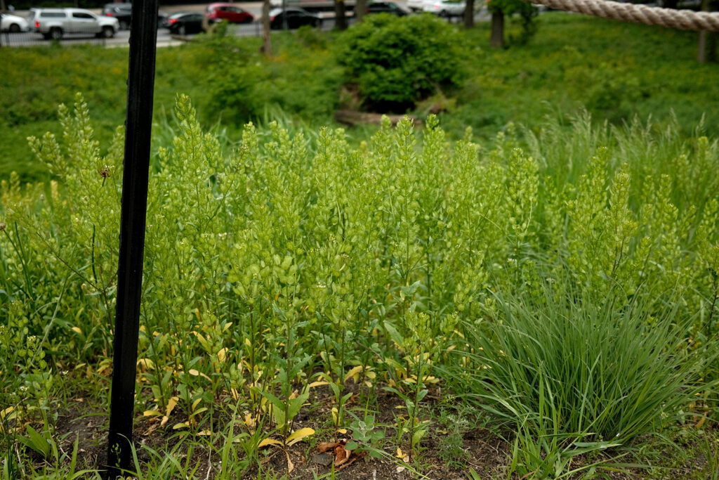 David Bernie Photos Photography Abandoned Coil Serpent Mound Land Art Lawrence Santiago X Chicago Native Art American Indian Center AIC Heather Miller Chicago Public Arts Group CPAG Maryrose Pavkovic Nilay Mistry Horner Park 4000N Northwest Portage Walking Museum Abandoned