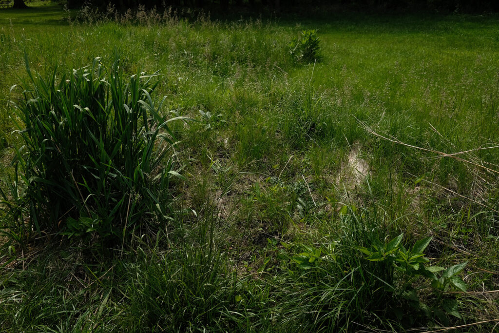 David Bernie Photos Photography Abandoned Twin Serpent Mounds Lawrence Santiago X Chicago Native Art American Indian Center AIC Heather Miller Chicago Public Arts Group CPAG Maryrose Pavkovic Schiller Woods 4000N Northwest Portage Walking Museum Abandoned