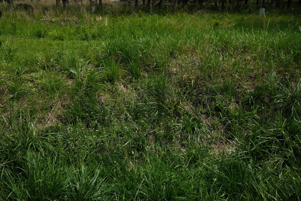 David Bernie Photos Photography Abandoned Twin Serpent Mounds Lawrence Santiago X Chicago Native Art American Indian Center AIC Heather Miller Chicago Public Arts Group CPAG Maryrose Pavkovic Schiller Woods 4000N Northwest Portage Walking Museum Abandoned