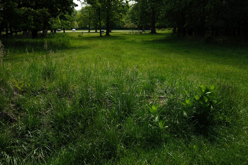 David Bernie Photos Photography Abandoned Twin Serpent Mounds Lawrence Santiago X Chicago Native Art American Indian Center AIC Heather Miller Chicago Public Arts Group CPAG Maryrose Pavkovic Schiller Woods 4000N Northwest Portage Walking Museum Abandoned