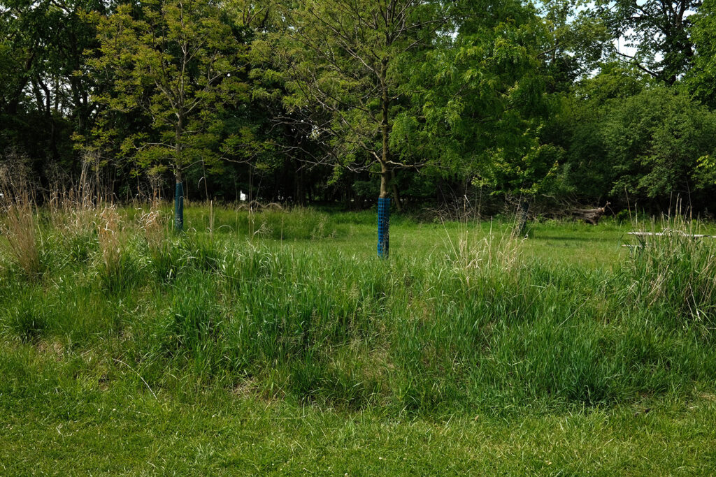 David Bernie Photos Photography Abandoned Twin Serpent Mounds Lawrence Santiago X Chicago Native Art American Indian Center AIC Heather Miller Chicago Public Arts Group CPAG Maryrose Pavkovic Schiller Woods 4000N Northwest Portage Walking Museum Abandoned