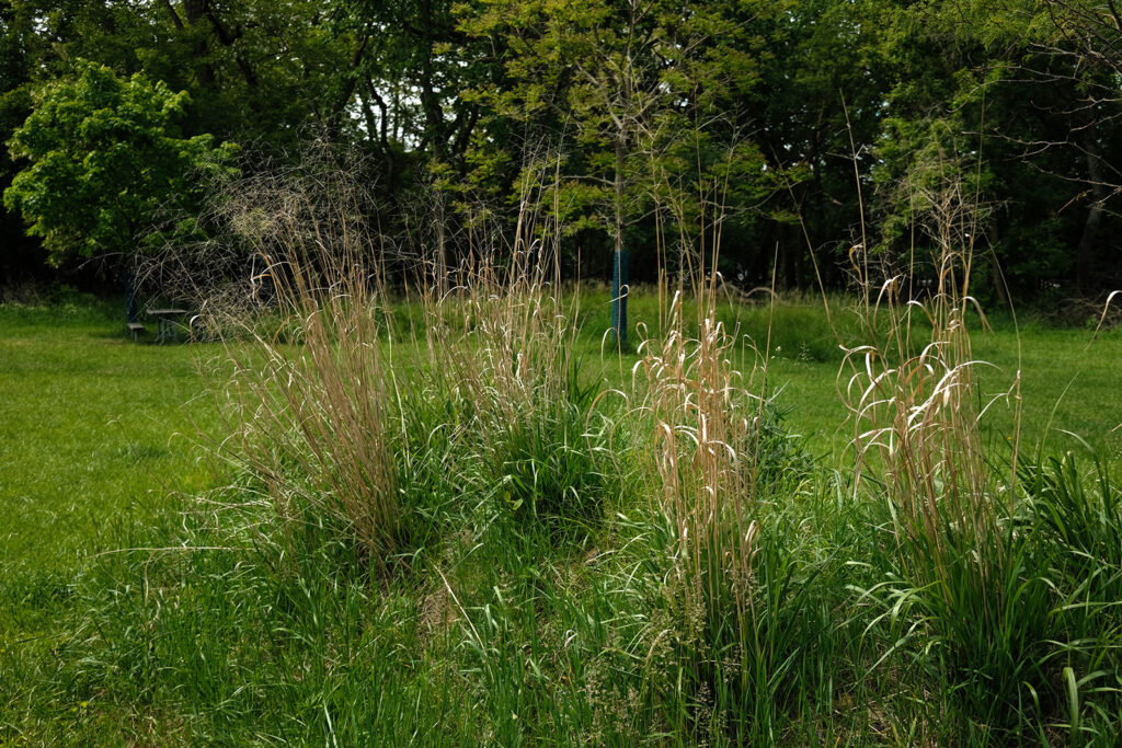 David Bernie Photos Photography Abandoned Twin Serpent Mounds Lawrence Santiago X Chicago Native Art American Indian Center AIC Heather Miller Chicago Public Arts Group CPAG Maryrose Pavkovic Schiller Woods 4000N Northwest Portage Walking Museum Abandoned