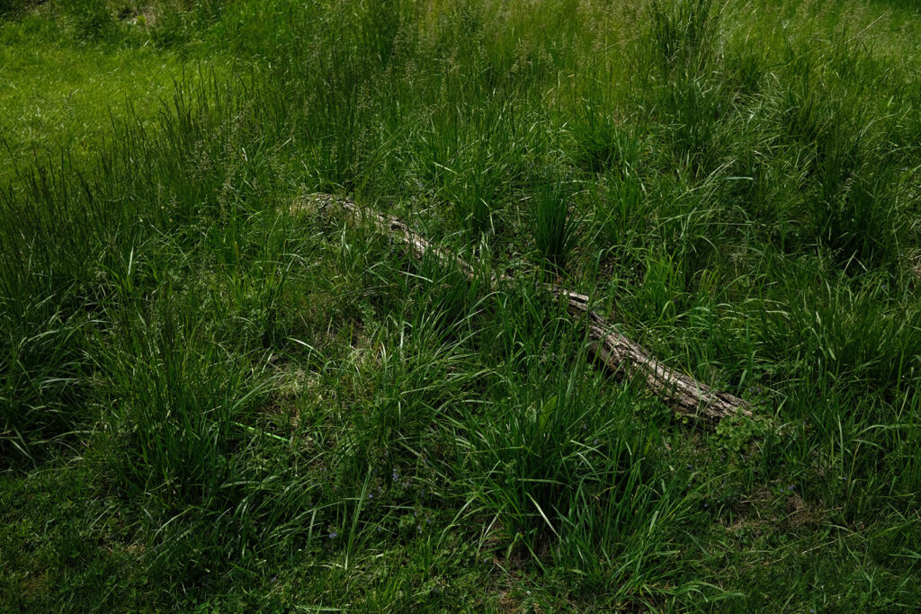 David Bernie Photos Photography Abandoned Twin Serpent Mounds Lawrence Santiago X Chicago Native Art American Indian Center AIC Heather Miller Chicago Public Arts Group CPAG Maryrose Pavkovic Schiller Woods 4000N Northwest Portage Walking Museum Abandoned
