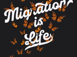 David Bernie Poster Print World News Migration is Life
